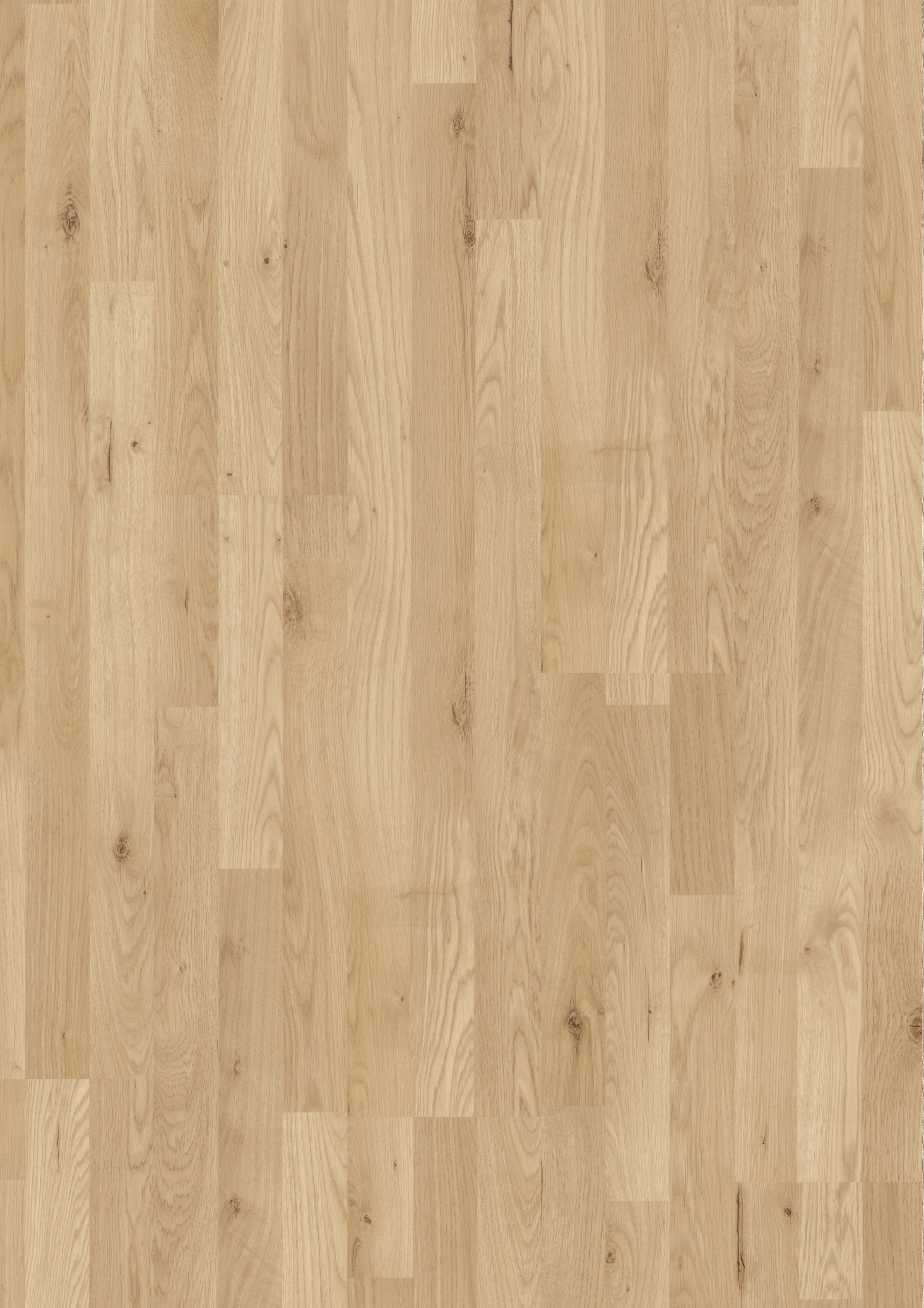 Laminat Jangal 8138 Eskimo Oak  Indigo Line Basic 7mm